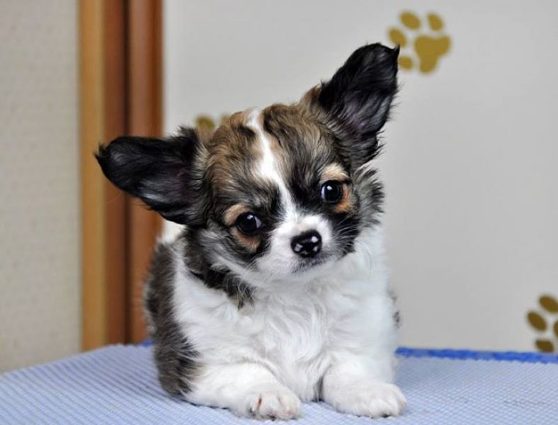  cuccioli di chihuahua  ( per regalo )