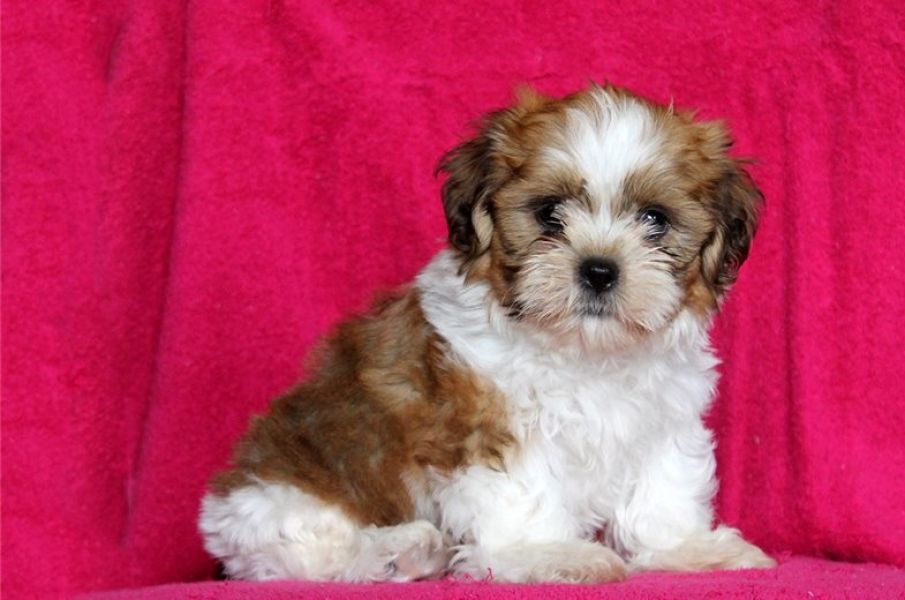Regalo Cuccioli di Shih Tzu  in pronta consegna