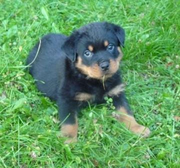   cuccioli di ROTTWEILER   per adozione ( regalo  )