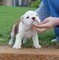 Clicca per ingrandire	Cuccioli Pedigree Bulldog inglese