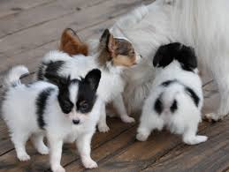 Adorabili cuccioli di papillon femminucce e maschietti disponibili per l'adozione cuccioli sono vacc