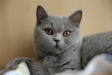 Adorabili cuccioli di British shorthair femminucce e maschietti disponibili per l'adozione 