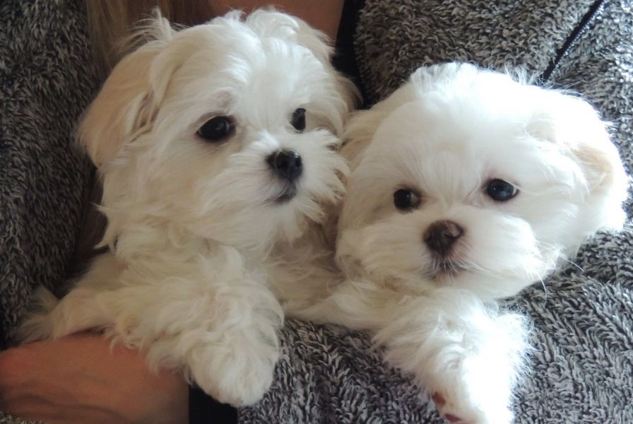 Cuccioli di micro maltese per adozione ( maschio e femmina )