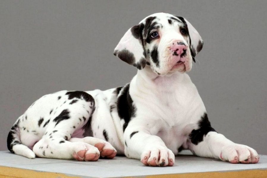 Regalo adorabili cuccioli  Alano  femminucce e maschietti disponibili