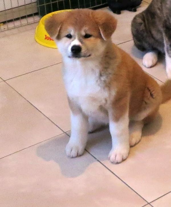 Cuccioli di akita-inu  ( per regalo )