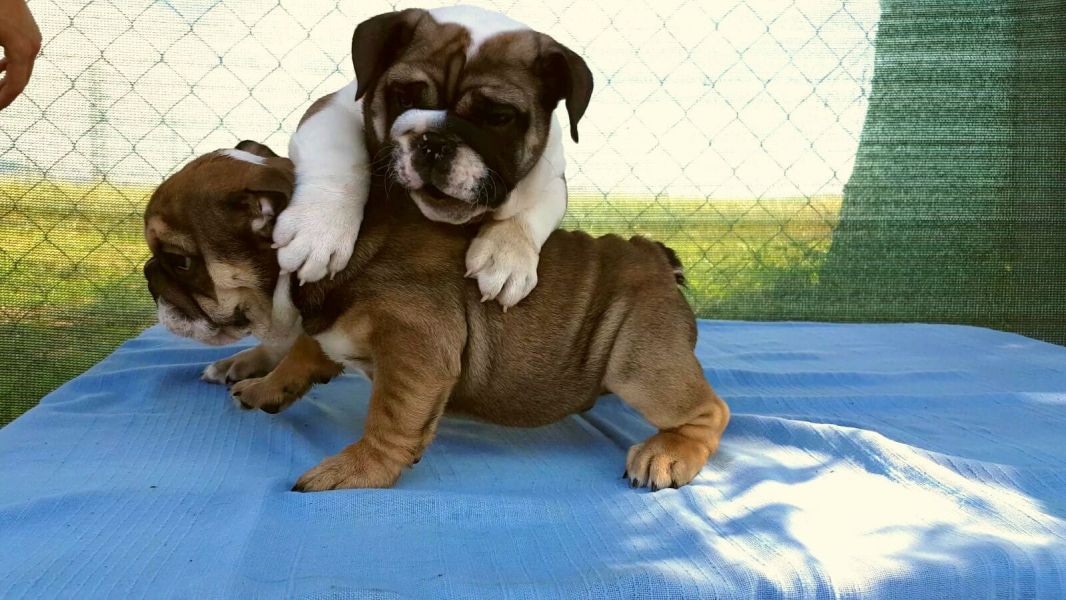  cuccioli di bulldog inglise  per adozione ( regalo  )
