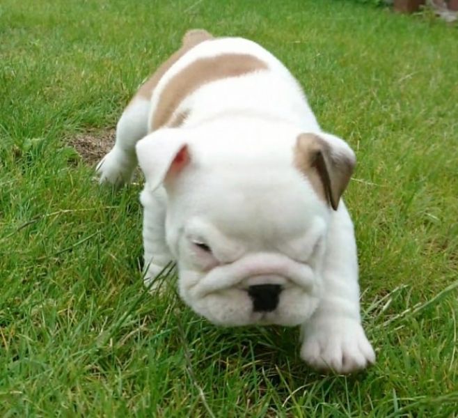 Regalo Bulldog inglese cuccioli disponibili