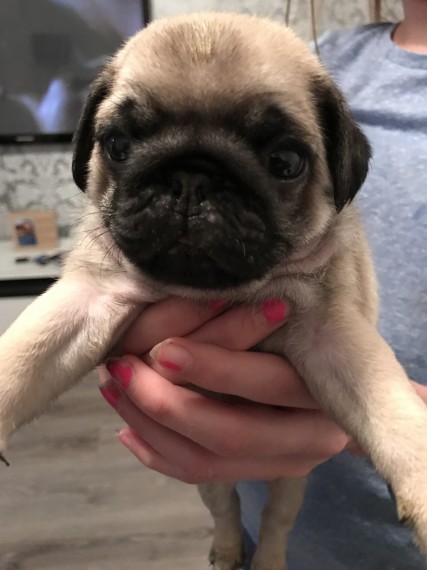 Abbiamo disponibili cuccioli di Carlino maschi e femmine