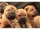 Clicca per ingrandire	2 bellissimi cuccioli di shar pei