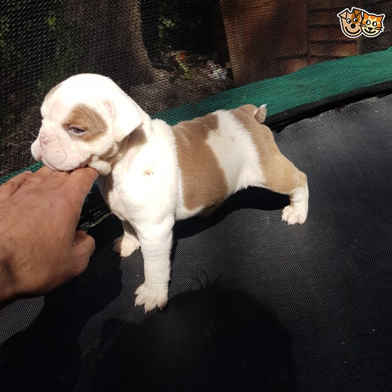 Regalo Bulldog inglese cuccioli disponibili