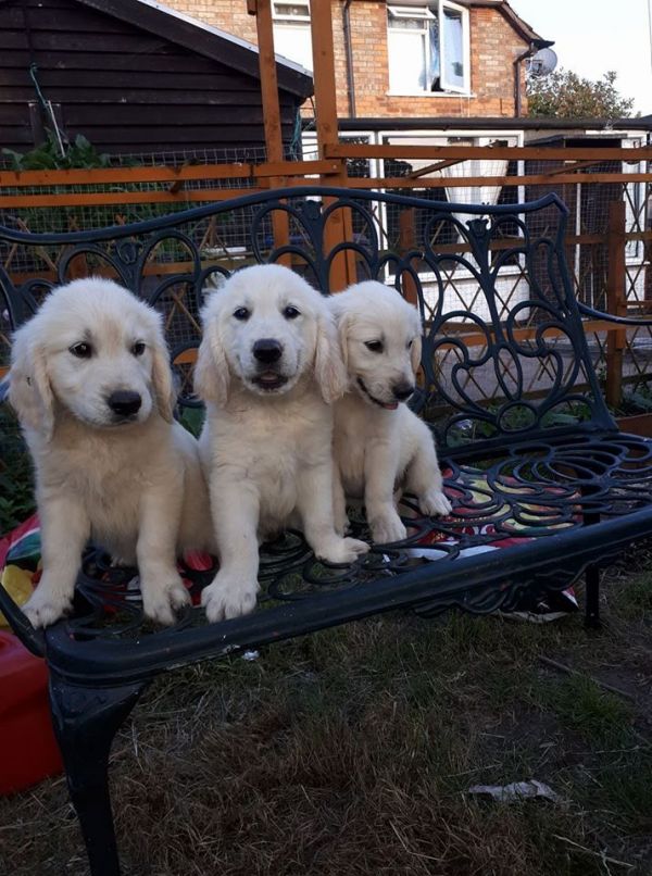 Regalo Cuccioli di Golden retriever in pronta consegna i cuccioli verranno Dato dopo 90 giorni dalla