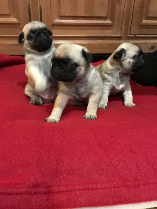 Cuccioli carlino disponibili