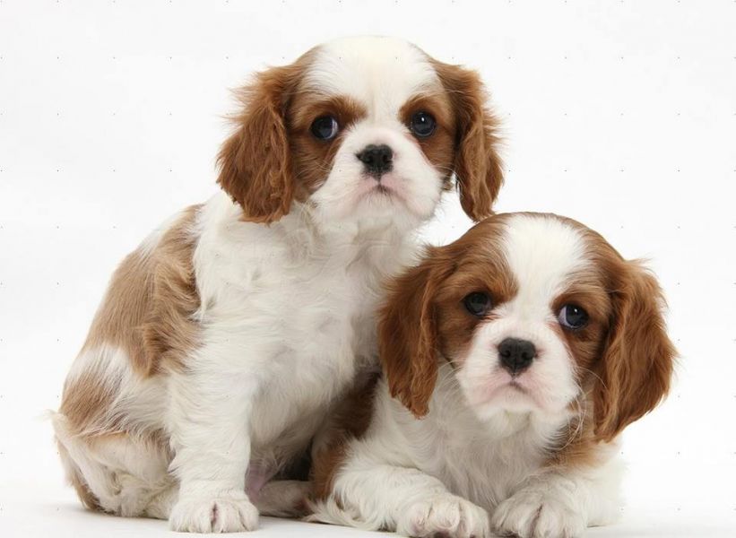  cuccioli di cavalier king  per adozione ( maschio e femmina )
