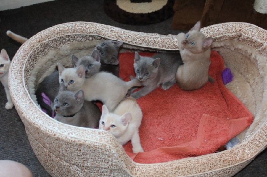 Adorabili gattini burmese