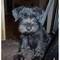 Disponibili cuccioli di Schnauzer nano Maschi e Femmine