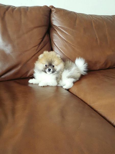 { Regalo Volpino di pomerania (spitz tedesco nano