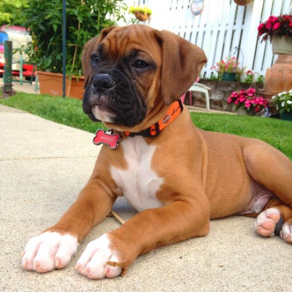 Bellissimi Cuccioli di Boxer, 3 Maschi e 2 Femmine