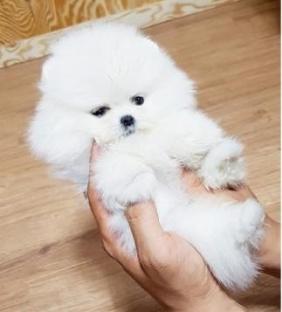 Regalo Volpini cuccioli di pomerania