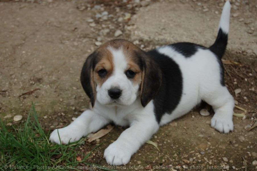 Cuccioli di beagle femminucce e maschietti disponibili per l'adozione