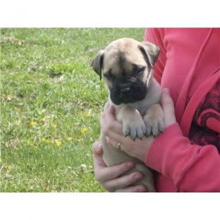 REGALO Fantastico Cuccioli BULL MASTIFF per regalo  Regalo bull mastiff maschio 3 mesi e mezzo, non 