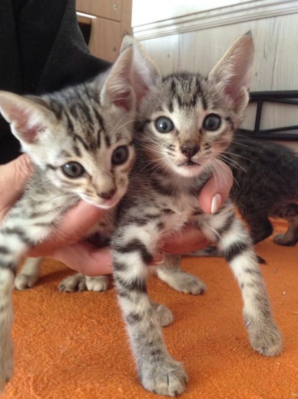  gattini Savannah   ( per regalo )