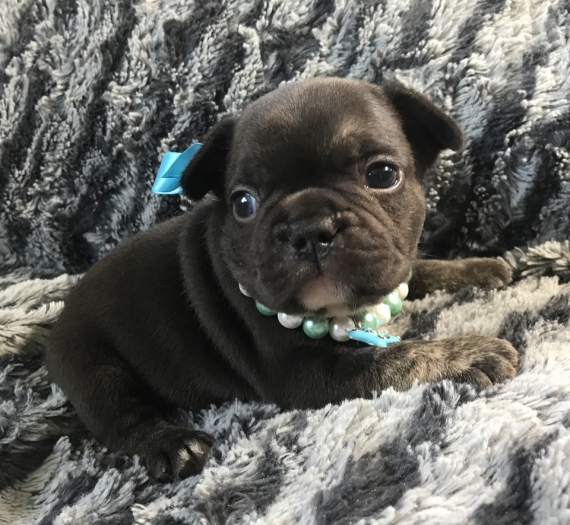 REGALO Cuccioli di Bulldog Francese