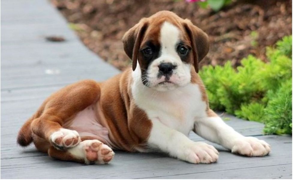 REGALO Estremamente carino cuccioli di boxer per l'adozione