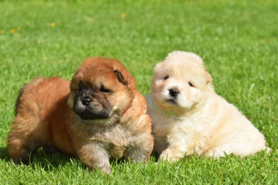 Cuccioli di chow chow in regalo