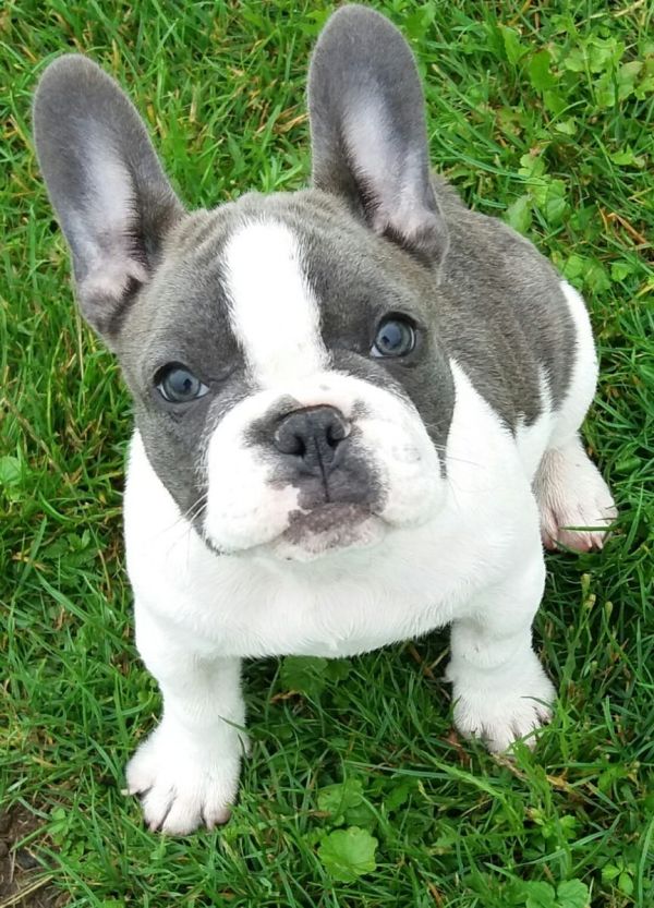  cuccioli di Bulldog Francese  ( Gratis )