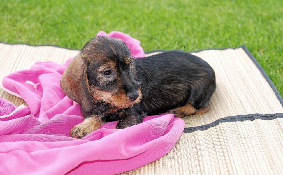 Cuccioli di bassotti  ( per regalo )