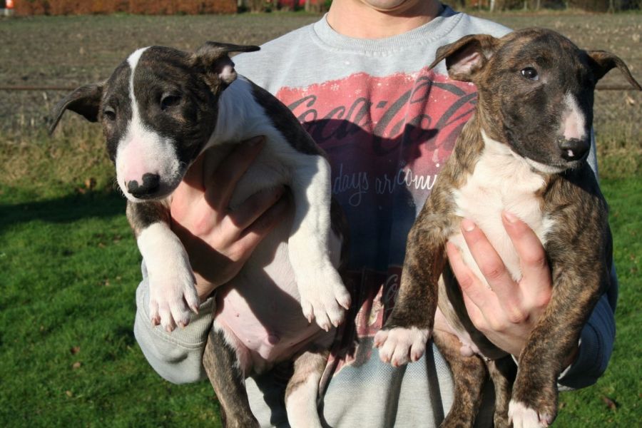 Cuccioli di miniature bull terrier  ( per regalo )