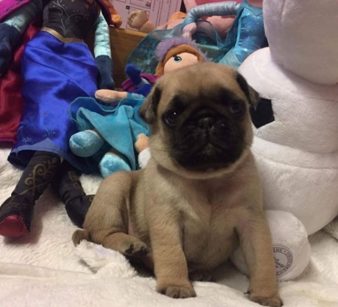 Bellissimi cuccioli carlino