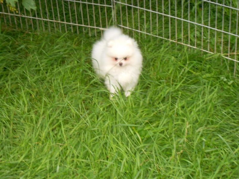 Regalo cuccioli di volpino pomerania disponibili per l'adozione