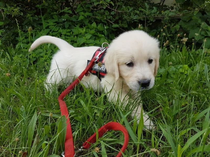 Regalo Cuccioli di Golden retriver
