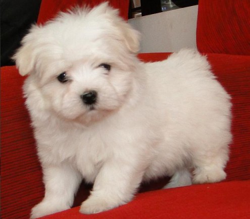  regalo cuccioli di Micro maltese disponibili per l'adozione