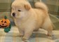   Cuccioli di Cane razza CHOW CHOW maschio e femmina    Cuccioli di Cane razza CHOW CHOW maschio e f