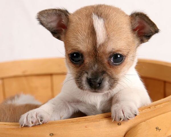 Cuccioli di micro chihuahua femminucce e maschietti disponibili per l'adozione