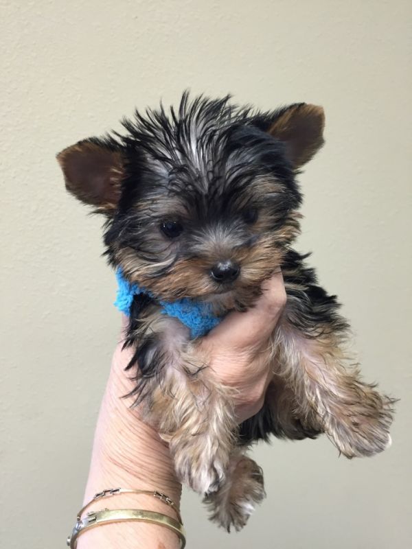  regalo cuccioli di yorkshire  disponibili per l'adozione