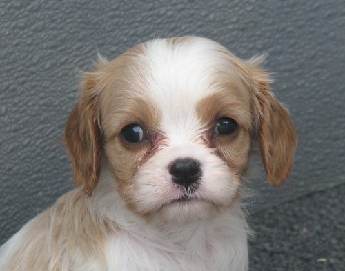 Adorali cuccioli di cavalier king femminucce e maschietti disponibili per l'adozione