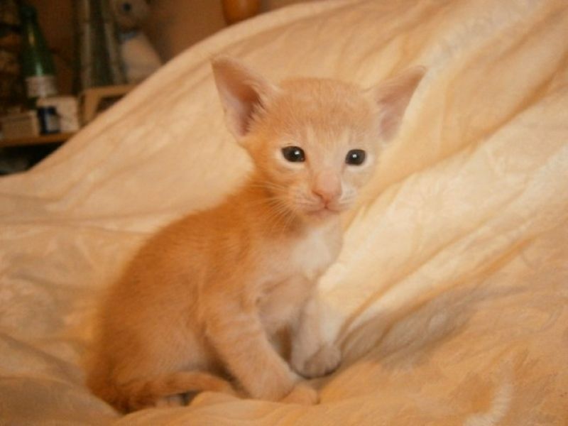 Regalo Gattini di razza Siamese  Gattini di razza Siamese e Orientale , bellissimi, di alta genealog