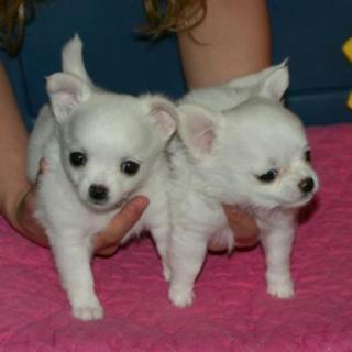 Adorabili cuccioli di chihuahua femminucce e maschietti disponibili per l'adozione