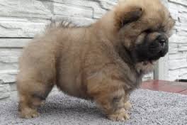 Adorabili cuccioli di chow chow femminucce e maschietti disponibili per l'adozione cuccioli sono vac