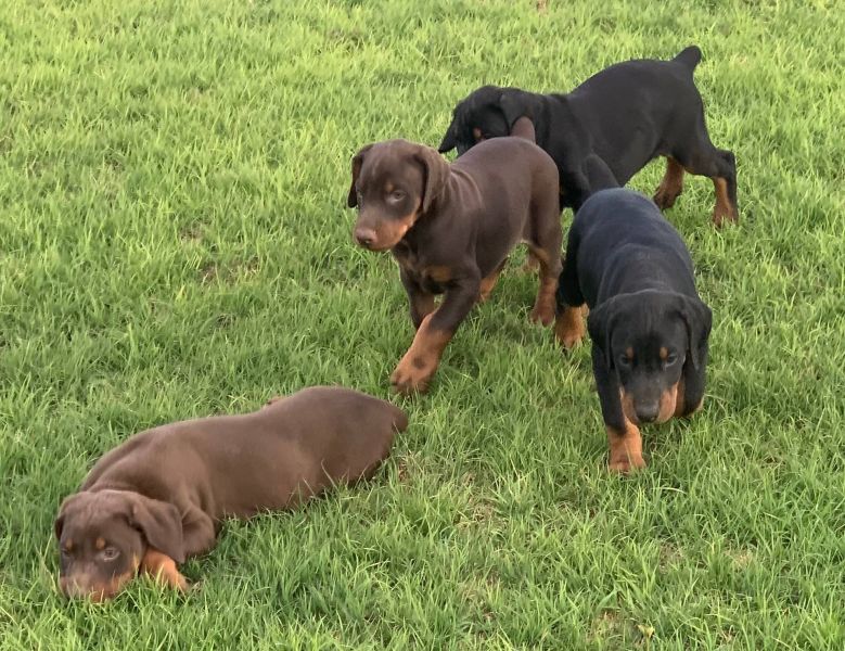 Regalo cuccioli di doberman Pinscher disponibili. 