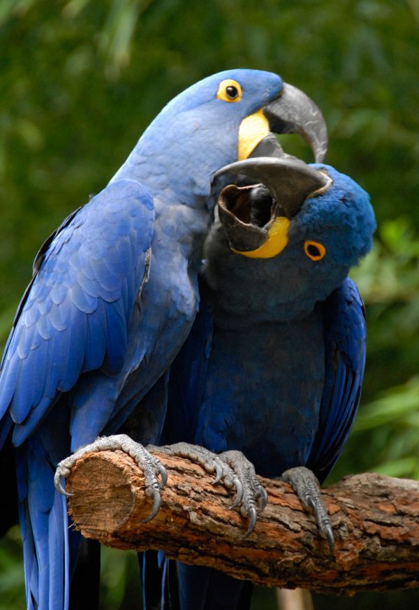 Ara Blu ararauna parlante allevato a mano