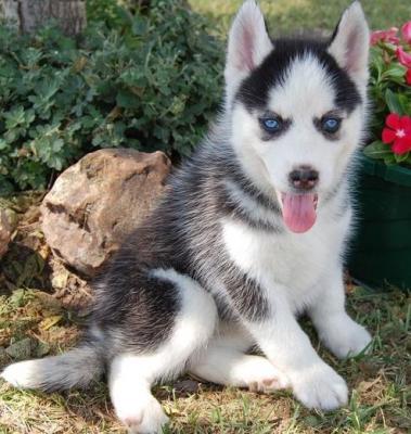   regalo cuccioli di Sibarian Husky disponibili per l'adozione