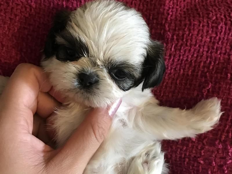 Abbiamo una bellissima cucciolata di SHIH-TZU trcolore.