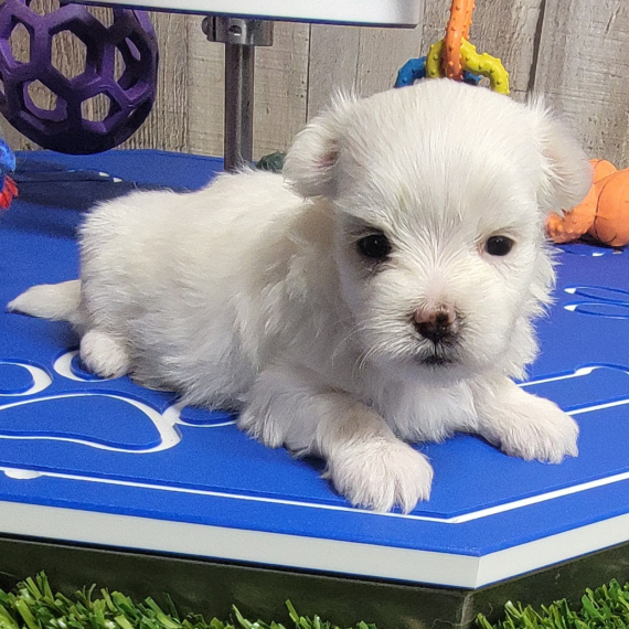 MALTESE cuccioli in adozione gratuiti ( REGALO)