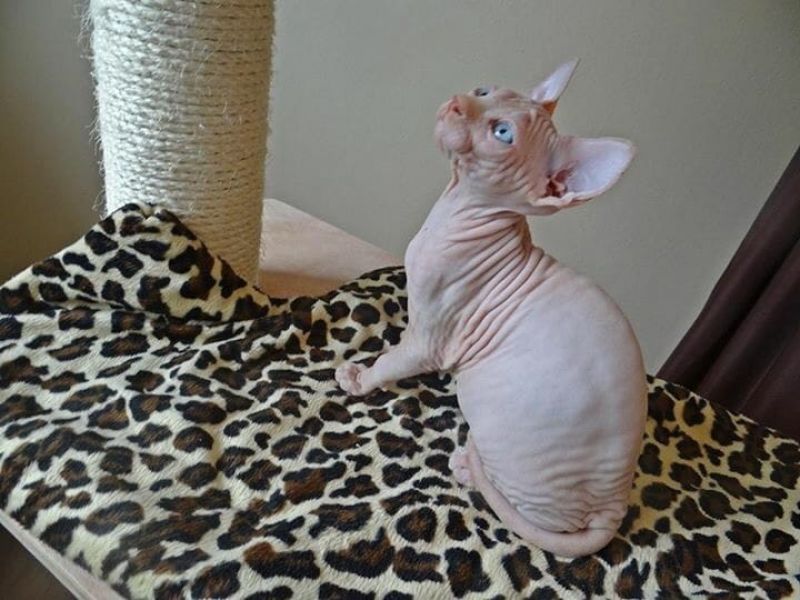 Gattini di Sphynx   per adozione ( maschio e femmina )