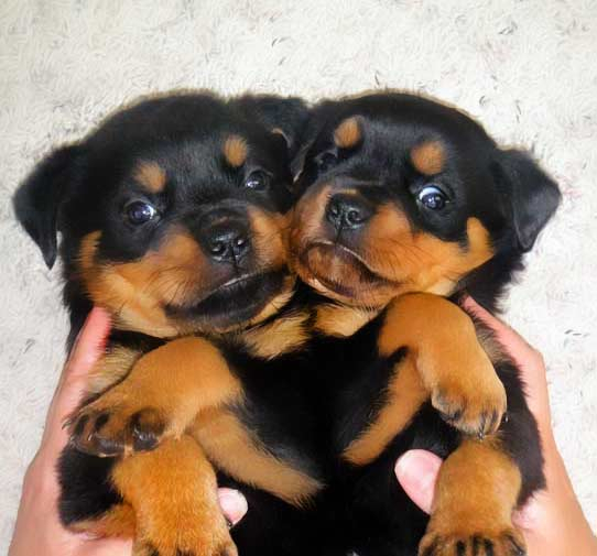 Regalo Cuccioli di Rottweiler in pronta consegna