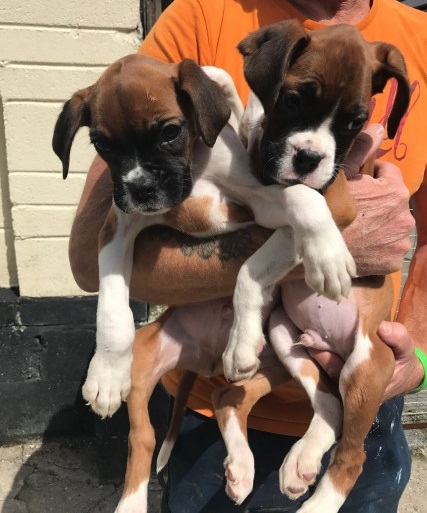  Regalo Cuccioli di boxer in pronta consegna i cuccioli verranno Dato dopo 90 giorni dalla nascita, 